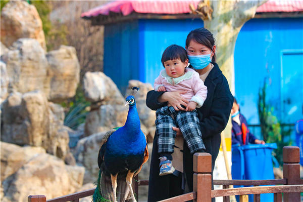 鄭州市動物園孔雀進(jìn)入最佳觀賞期 錯過再等一年