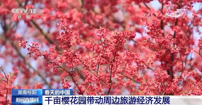 春天的中國 | 以花興旅 “花海經(jīng)濟(jì)”推動鄉(xiāng)村振興