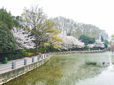 又到櫻花綻放時(shí)，為啥寫櫻花的古詩(shī)詞那么少