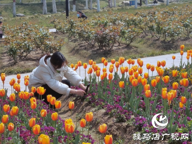 駐馬店開源公園郁金香綻放 吸引市民來趕春