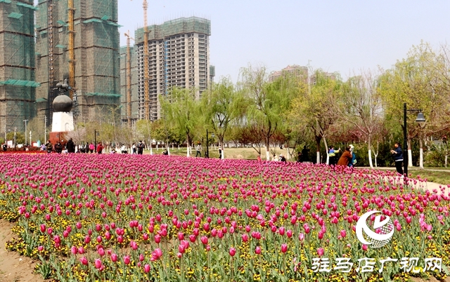 駐馬店開源公園郁金香綻放 吸引市民來趕春