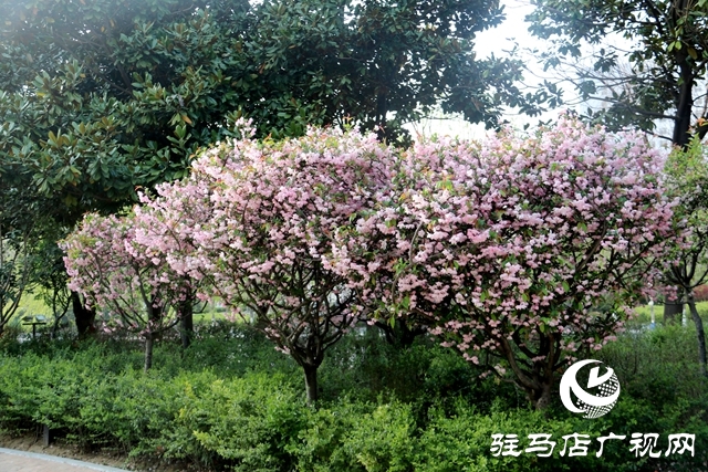 海棠花開季 正是賞花時(shí)