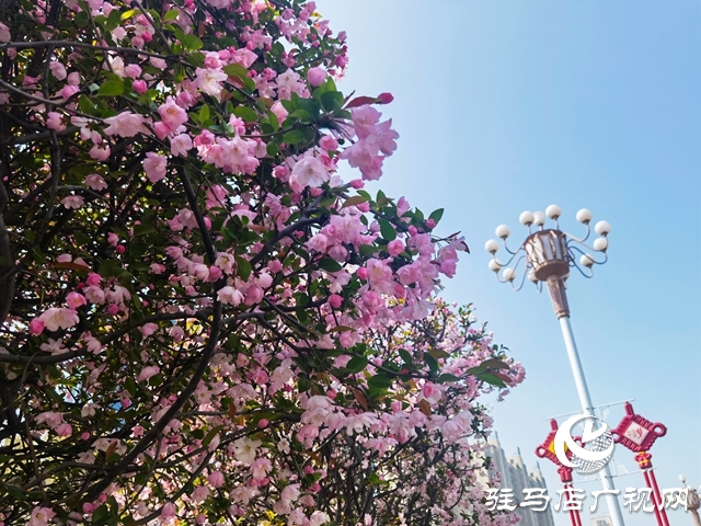 海棠花開季 正是賞花時(shí)