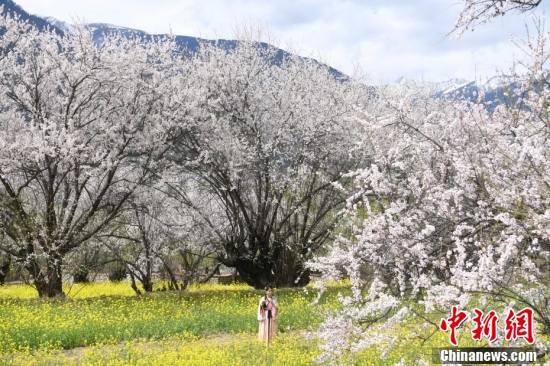 西藏林芝：雪山下桃花開