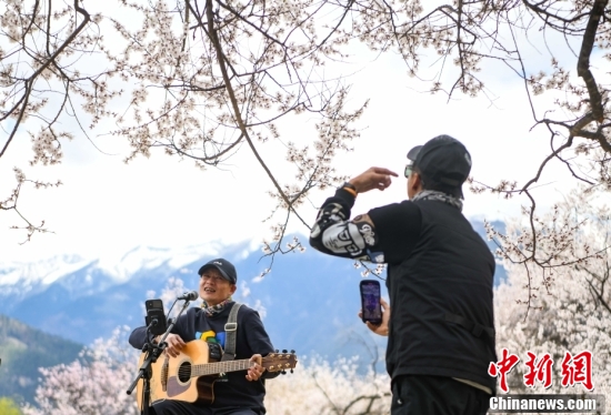 西藏林芝：雪山下桃花開