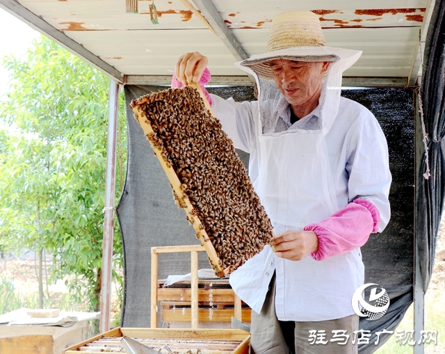 蜂農(nóng)安建國：經(jīng)營“甜蜜”事業(yè) 釀造“幸福生活” 