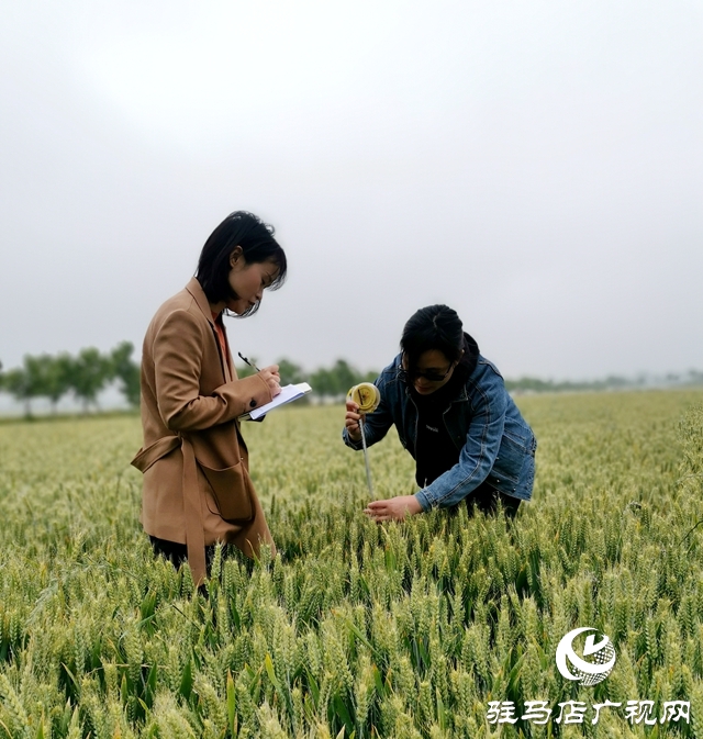 正陽(yáng)：開展冬小麥乳熟期大田調(diào)查