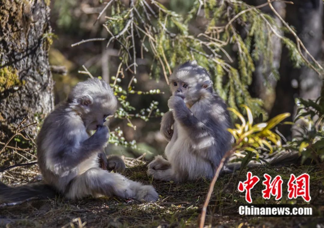 東西問丨李振基：保護生物多樣性，中國虞衡制度告訴了我們什么？