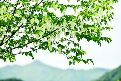 保護(hù)野生植物，國家植物園只是一個(gè)新開始