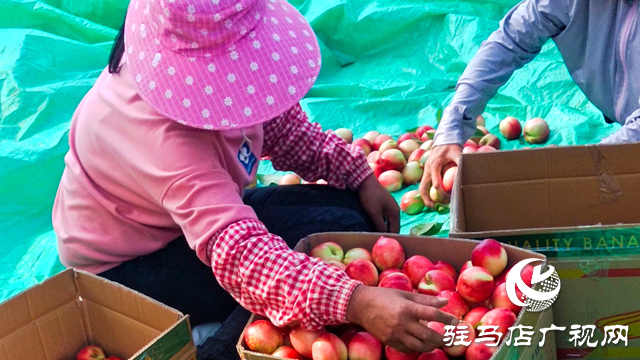 泌陽縣黃山口鄉(xiāng)：崗上油桃紅似火，幸福生活比蜜甜