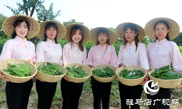 芝麻葉揉三遍，拿肉也不換 正道芝麻葉喜迎豐收