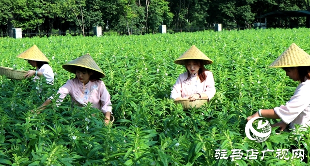 芝麻葉揉三遍，拿肉也不換 正道芝麻葉喜迎豐收