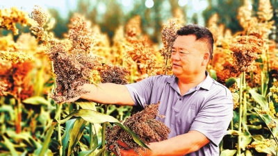 奮進(jìn)新征程 建功新時(shí)代丨收獲，在希望的田野上