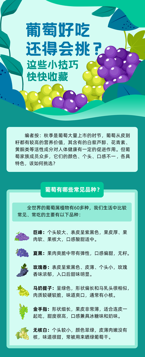 葡萄好吃還得會(huì)挑，這些小技巧快快收藏