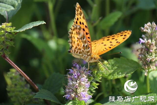 霍香花開(kāi)濃 蜂蝶蹁躚來(lái)