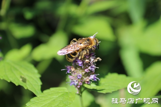 霍香花開(kāi)濃 蜂蝶蹁躚來(lái)