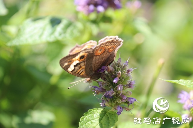 霍香花開(kāi)濃 蜂蝶蹁躚來(lái)