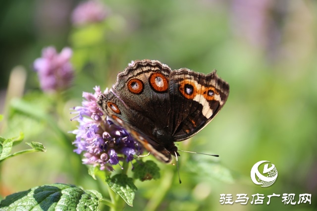 霍香花開(kāi)濃 蜂蝶蹁躚來(lái)