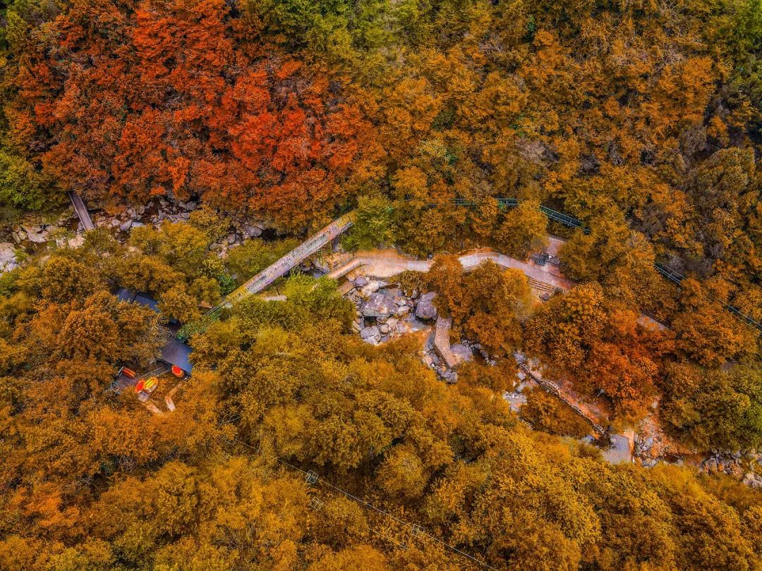 西九華山秋景醉人——紅葉碧竹映射“醉美”深秋！