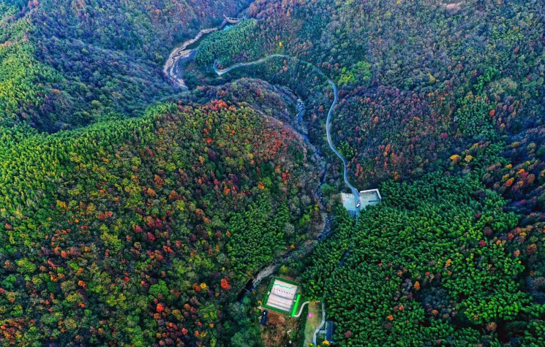 西九華山秋景醉人——紅葉碧竹映射“醉美”深秋！