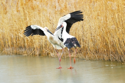 天高展翅任鳥飛 此地安家日月長(zhǎng)