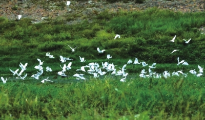 沙河國家濕地公園，一天兩次被央視“點贊”