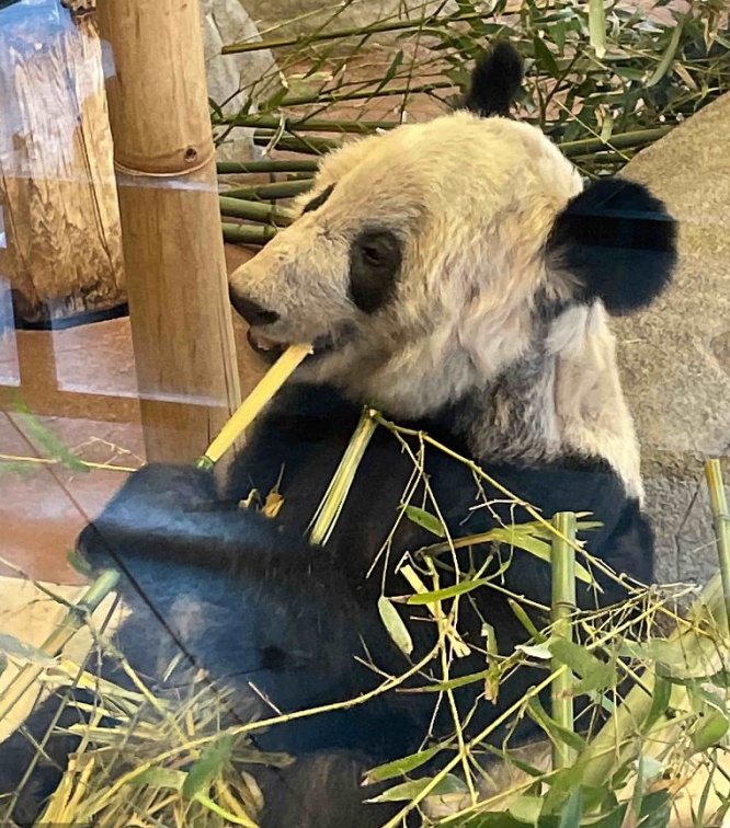 北京動物園：已做好準備迎接大熊貓丫丫