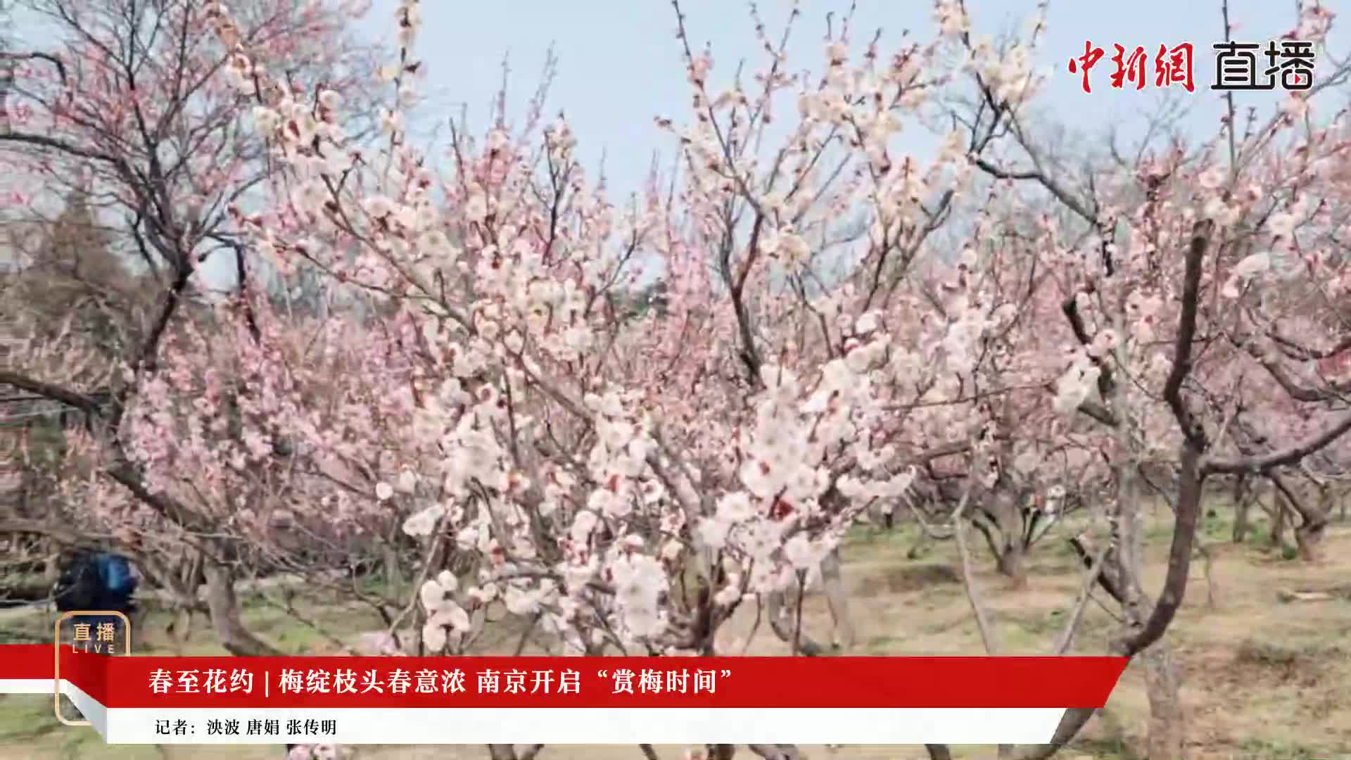 春至花約 | 梅綻枝頭春意濃 南京開(kāi)啟“賞梅時(shí)間”