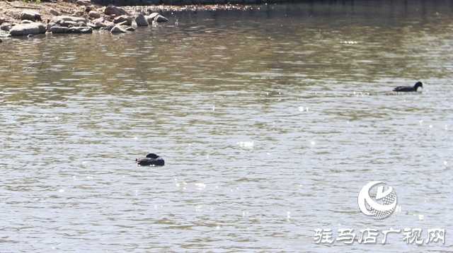 駐馬店小清河：野鴨成群 萌出春日新景