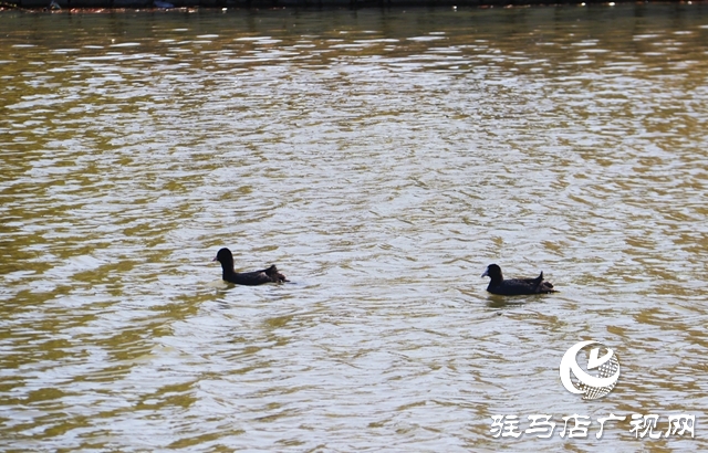 駐馬店小清河：野鴨成群 萌出春日新景