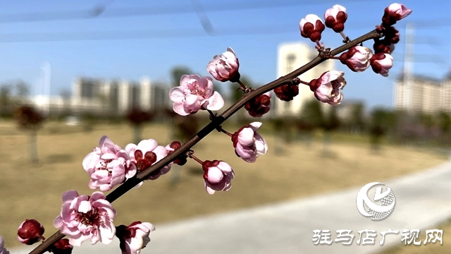 駐馬店人民公園成了花海