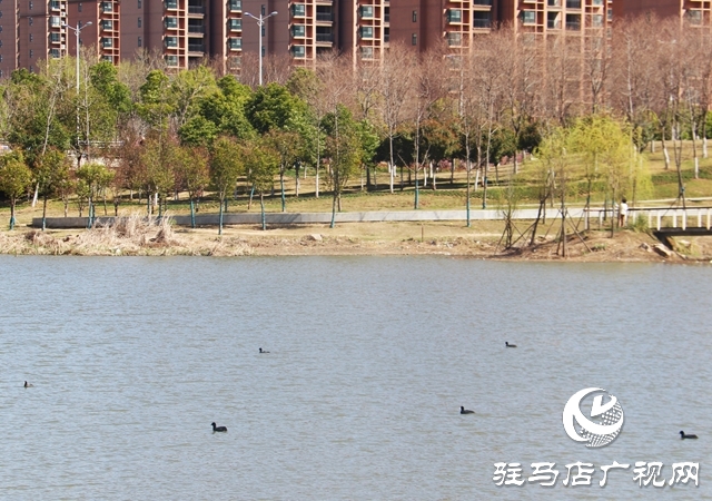 駐馬店小清河：野鴨成群 萌出春日新景