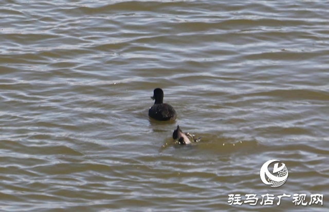 駐馬店小清河：野鴨成群 萌出春日新景