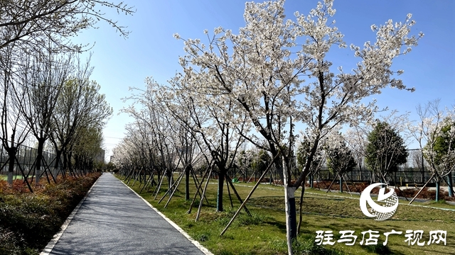 駐馬店人民公園成了花海