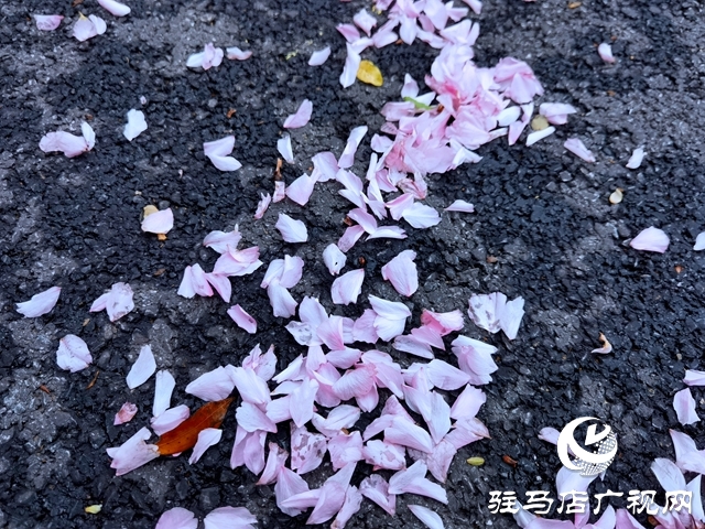 駐馬店：落花滿地 美如童話