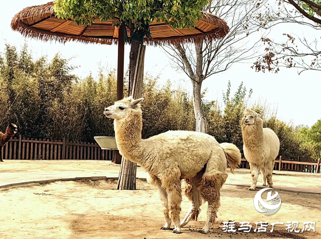 30多家旅行社負(fù)責(zé)人到周口野生動物園踩線