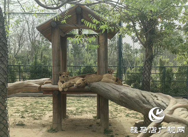 30多家旅行社負(fù)責(zé)人到周口野生動物園踩線