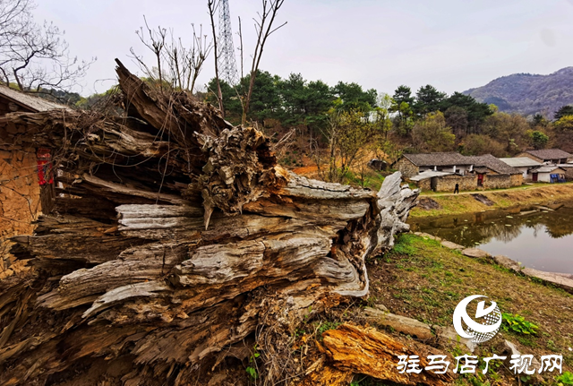 “走進(jìn)蓮塘古村落 與歷史悠然邂逅” ——駐馬店市青年攝影家協(xié)會(huì)開展攝影采風(fēng)活動(dòng)