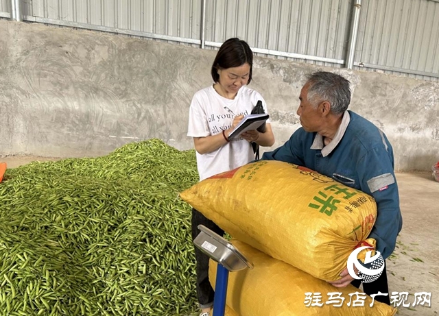 河南泌陽：種植豌豆擴寬致富路