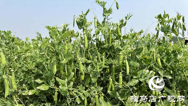 河南泌陽：種植豌豆擴寬致富路