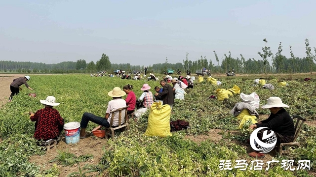 河南泌陽：種植豌豆擴寬致富路