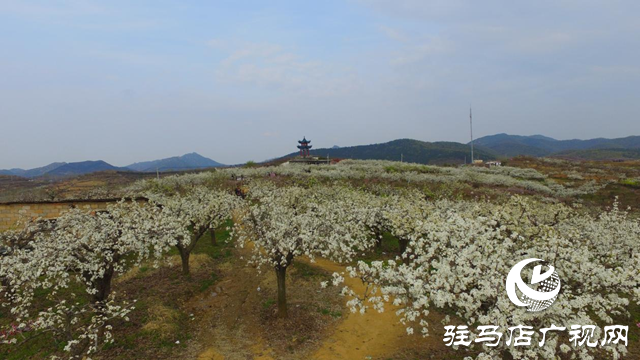 泌陽縣： “蹚出”鄉(xiāng)村集體經(jīng)濟(jì)發(fā)展新路子