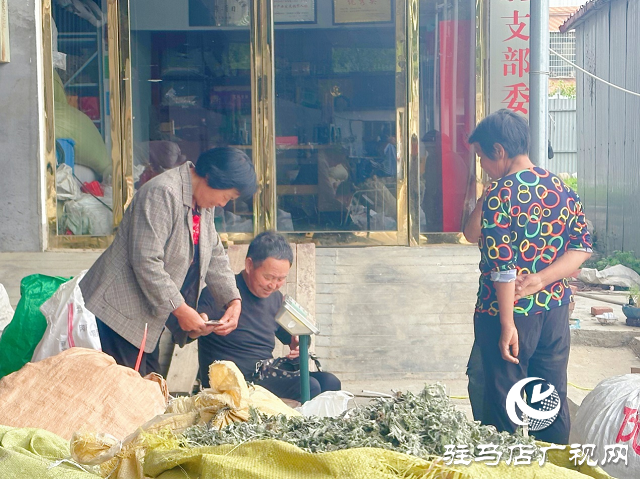 泌陽(yáng)縣：草藥種植結(jié)出“甜蜜生活”