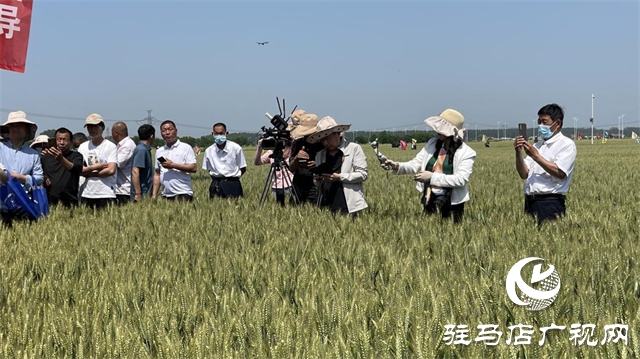 2023年“鄭麥1860”小麥現(xiàn)場觀摩會在駐馬店成功召開