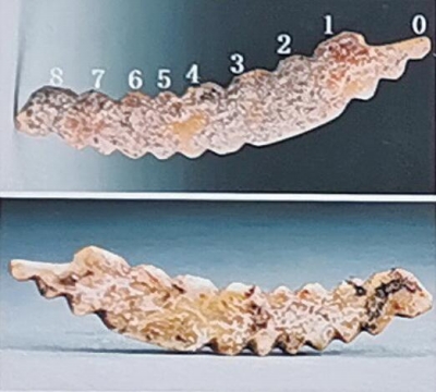 牙雕蠶、北斗九星遺跡、三重環(huán)壕……“河洛古國”見證五千多年前中原地區(qū)農(nóng)桑文明