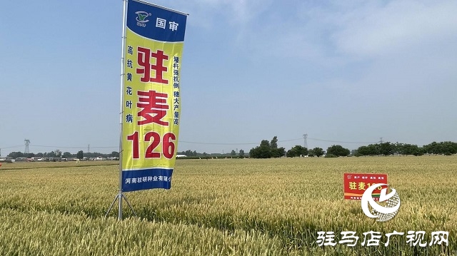 駐研種業(yè)捷報頻傳：駐麥126、駐麥156、駐研198相繼通過審定