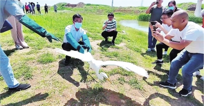 “回家啦！終于能飛高高！” 又有19只野生動物重回大自然