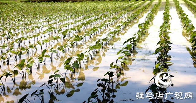 泌陽(yáng)縣春水鎮(zhèn)火石山村：致富路上芋飄香