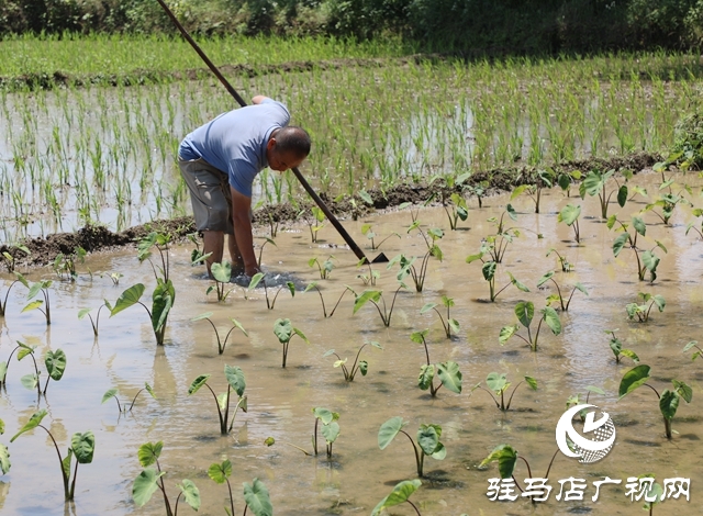 泌陽(yáng)縣春水鎮(zhèn)火石山村：致富路上芋飄香