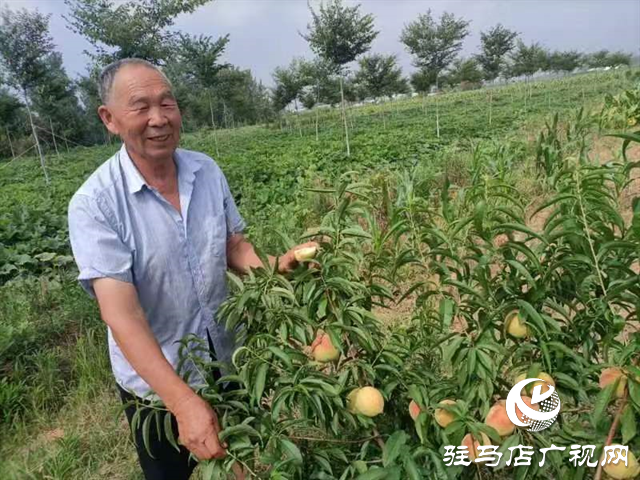 泌陽大磨山“野生大青桃”即將成熟！歡迎采摘！